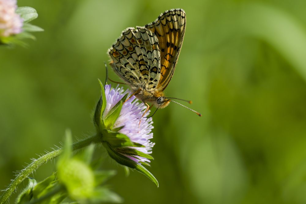 Шашечница Феба