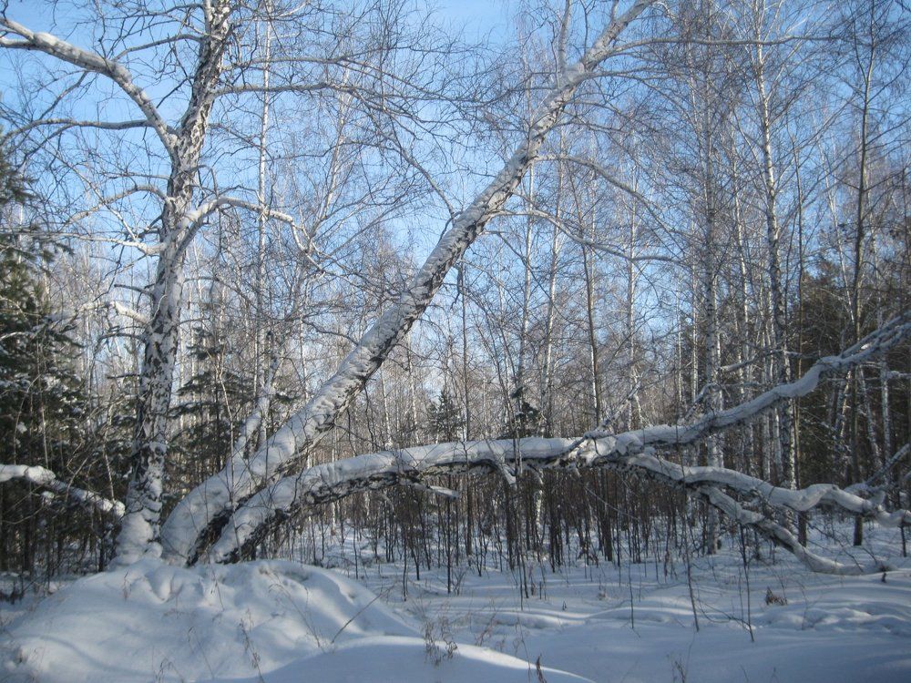 Зимний лес