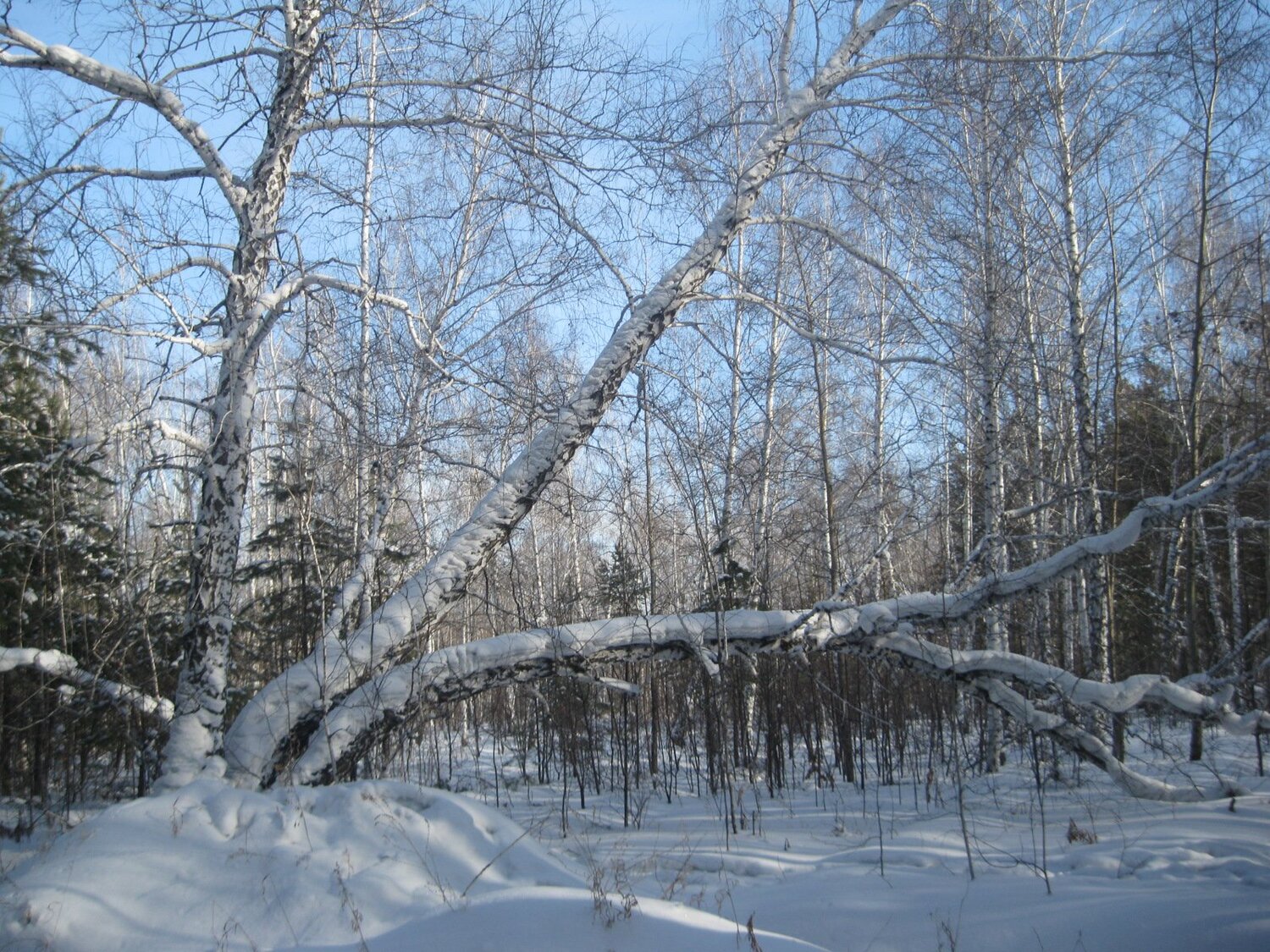 Зимний лес