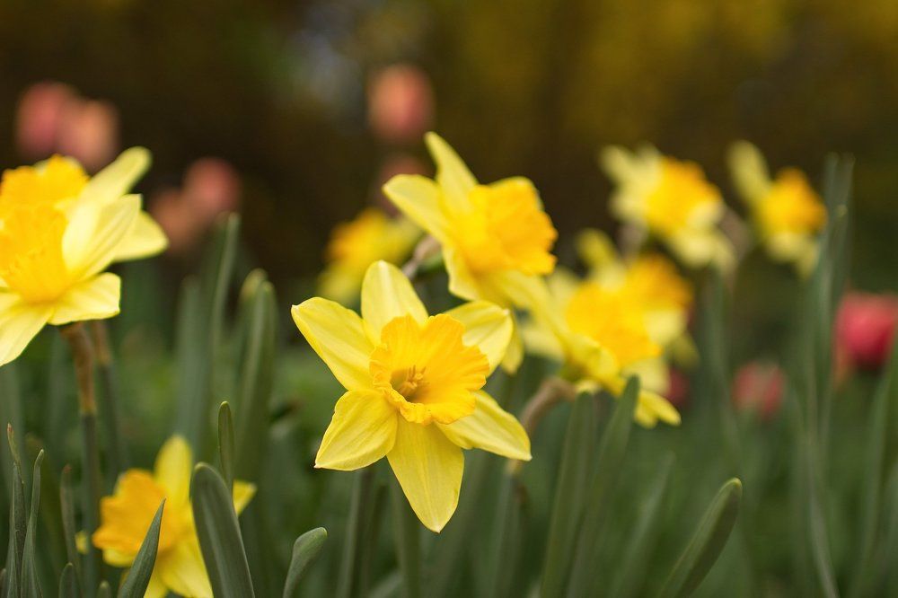 Daffodils (yellow narcissus)