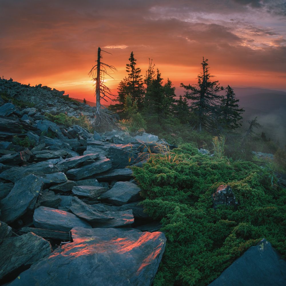 Опаленный солнцем