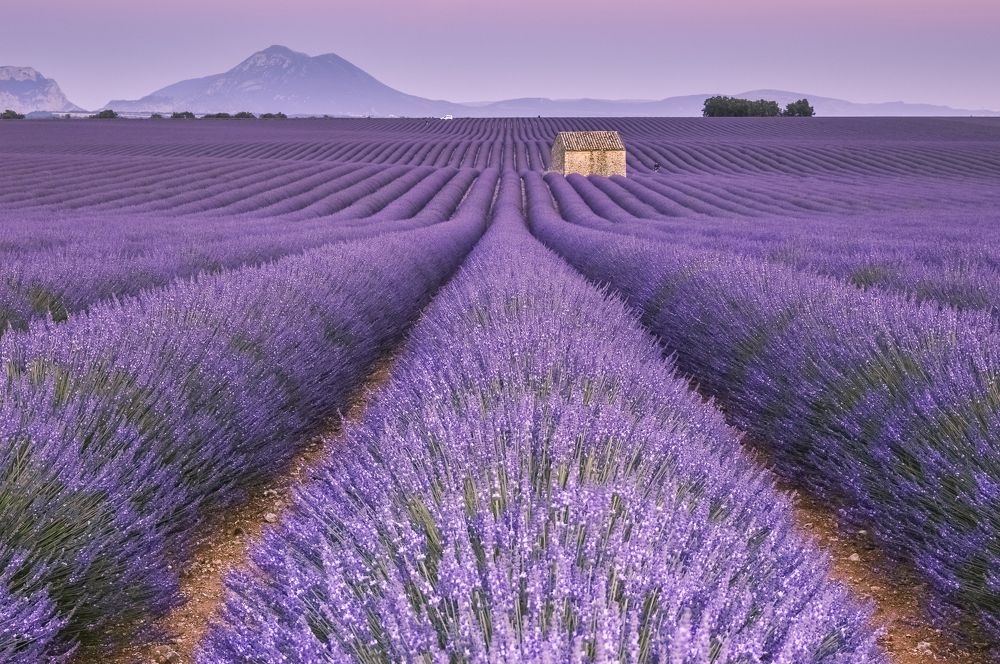 Прованс. Лаванда. Закатное.