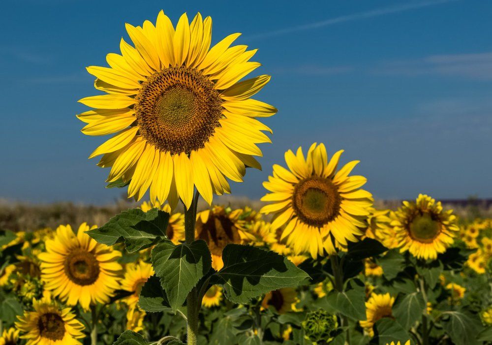 Прованские солнышки