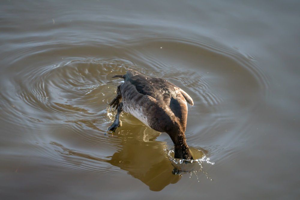 Нырок хохлатой чернеть