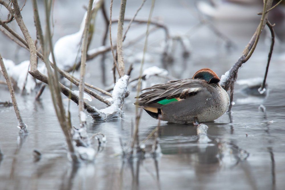 Чирок-свистунок