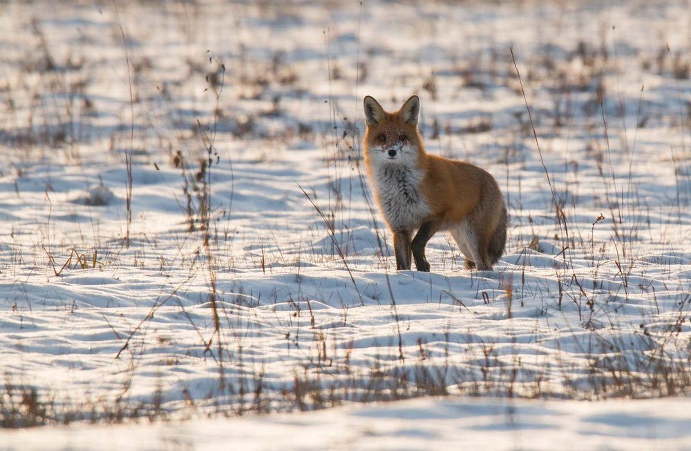 Визуальный контакт