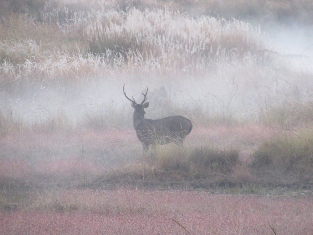 Dearest deer
