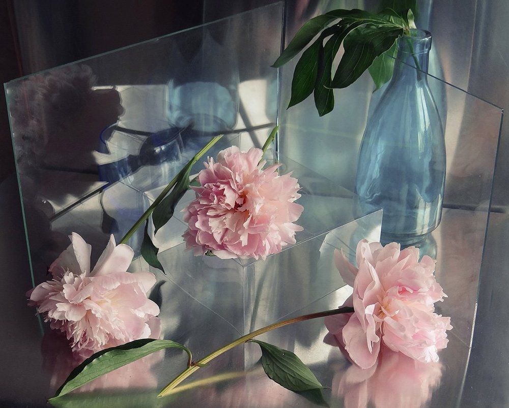 День розовых пионов