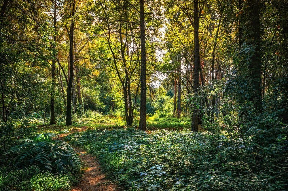 В ботаническом саду