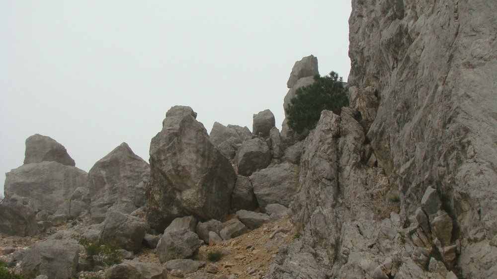 горилы в тумане