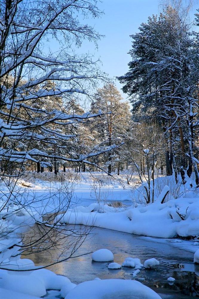 Зима. Лес, Нерская.