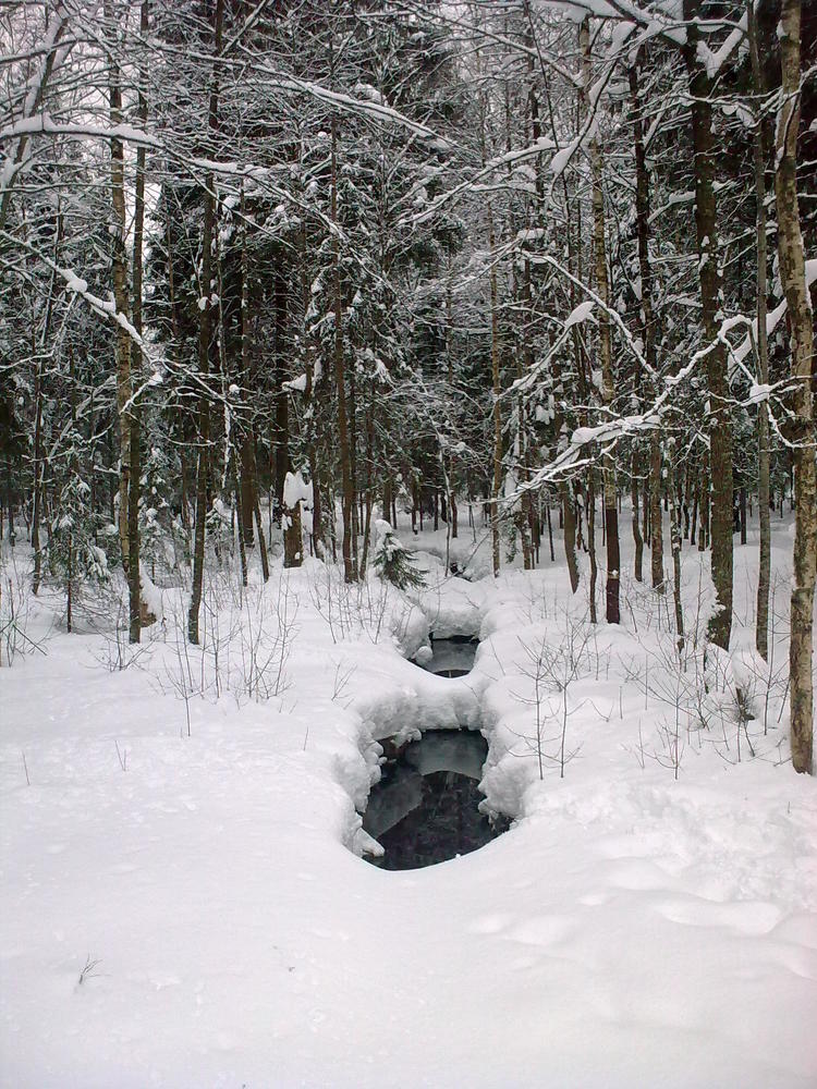 Лес. Зима.