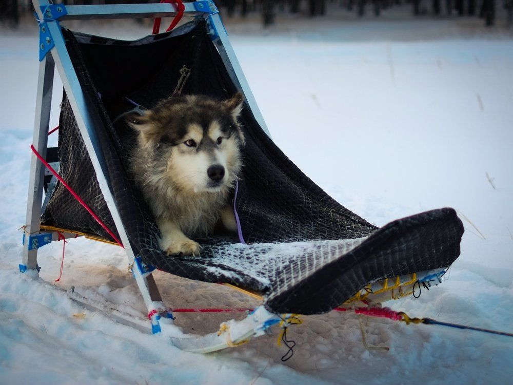 ездовые собаки тоже отдыхают