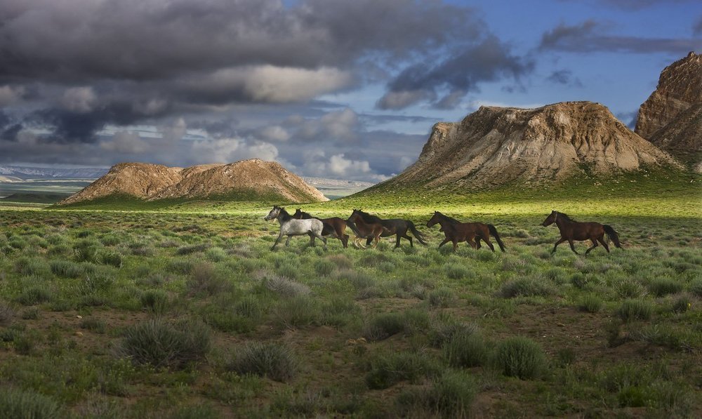 В вольной степи