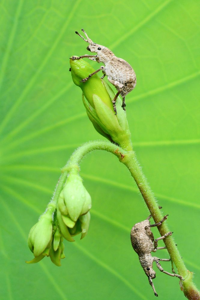 Romance Time of Weevils Couple