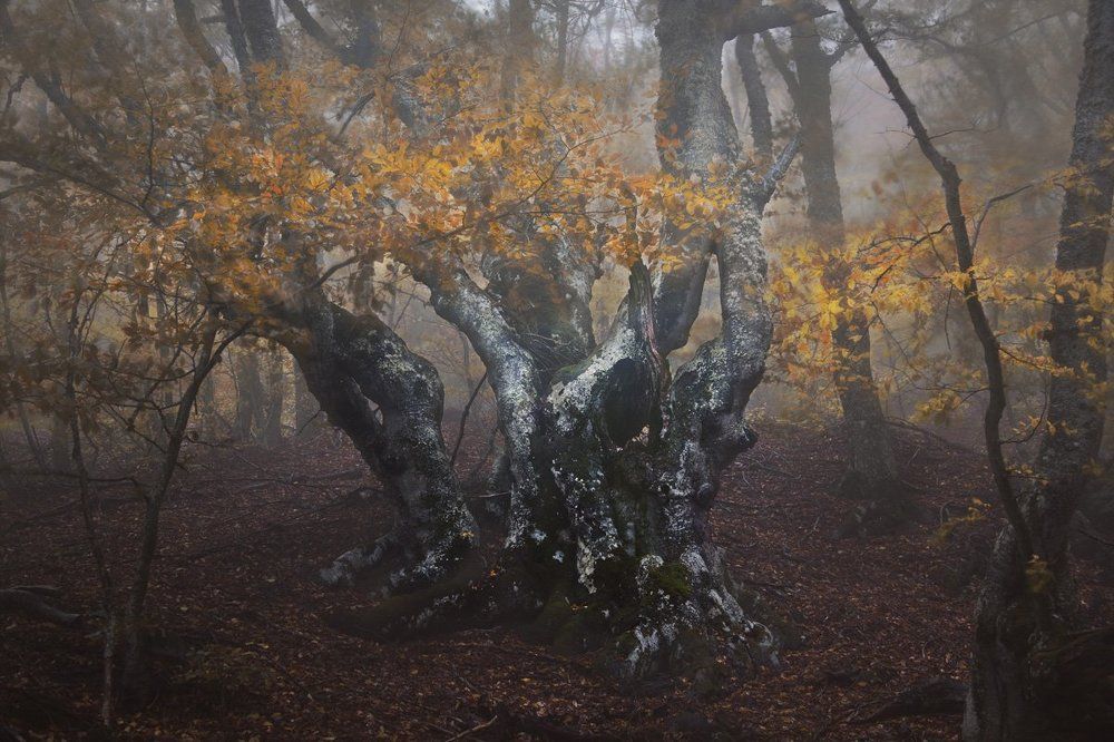 Лесная сказка