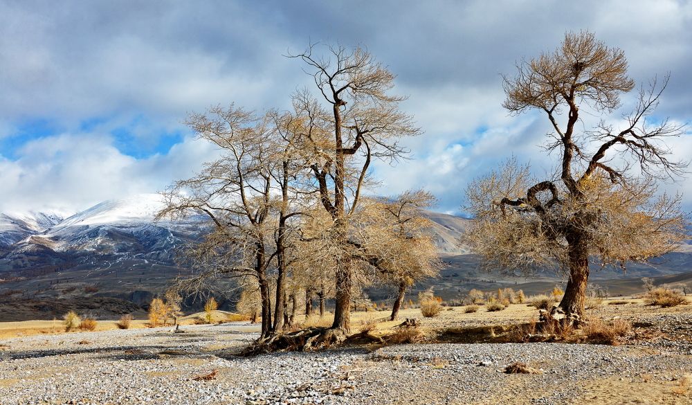 Чаган-узунские вётлы