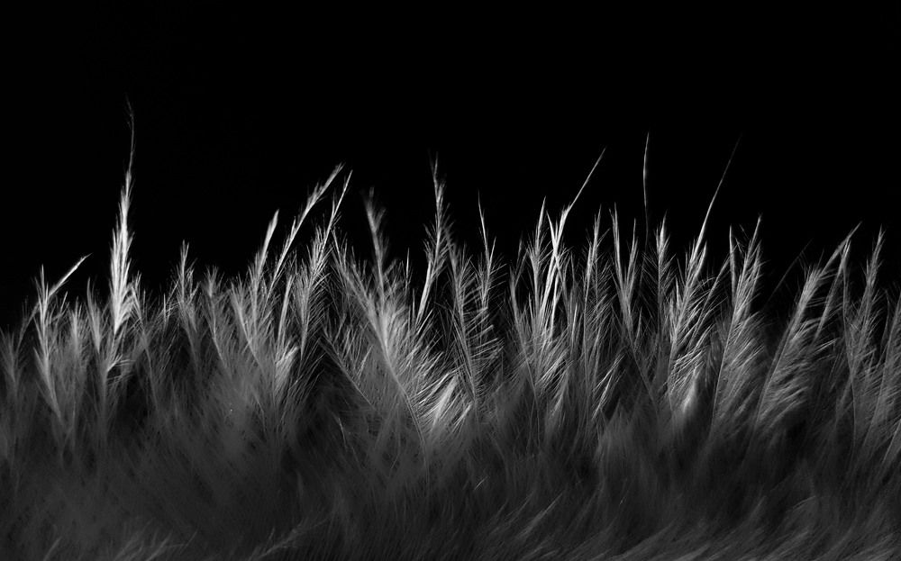 close-up feather