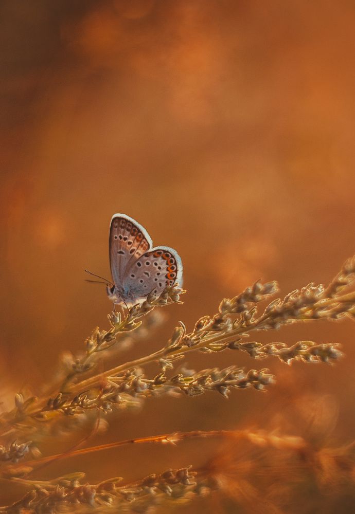 В лучах заката