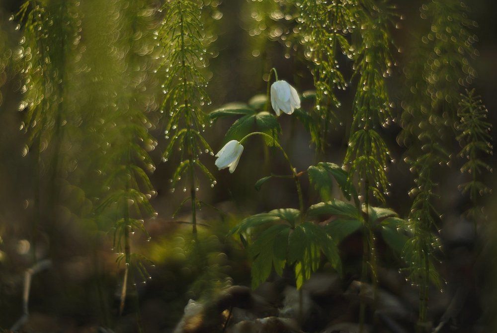 Мы нежность...