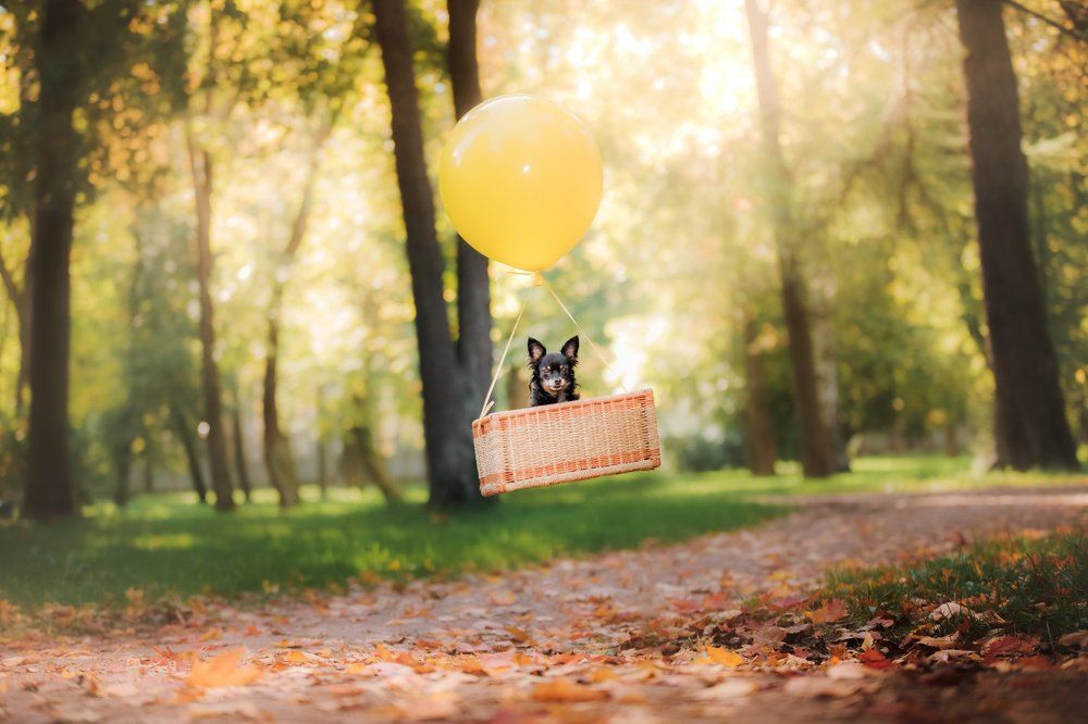 Летающие той терьеры