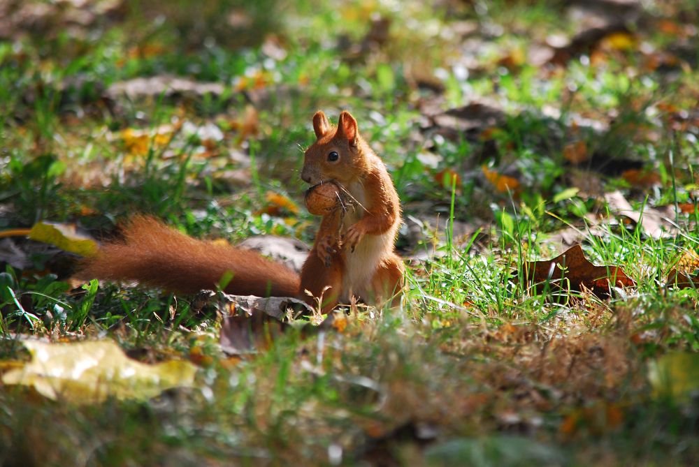 Белка готовит запасы