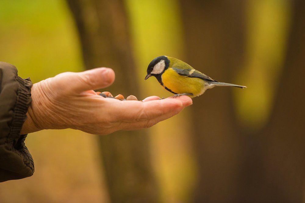 осенний парк