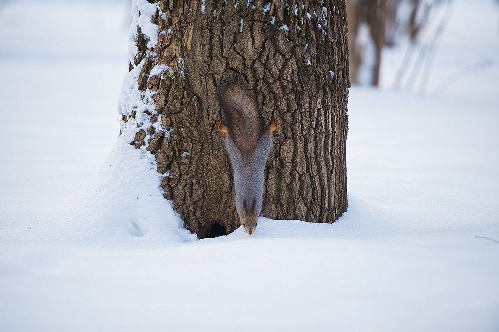 Рыжая красавица
