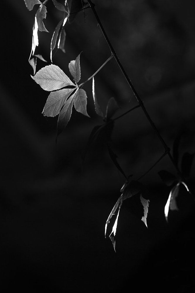 Капли света