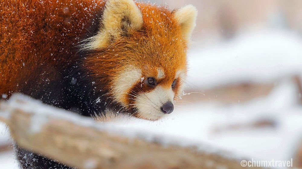 Red Panda looking for food in the snow