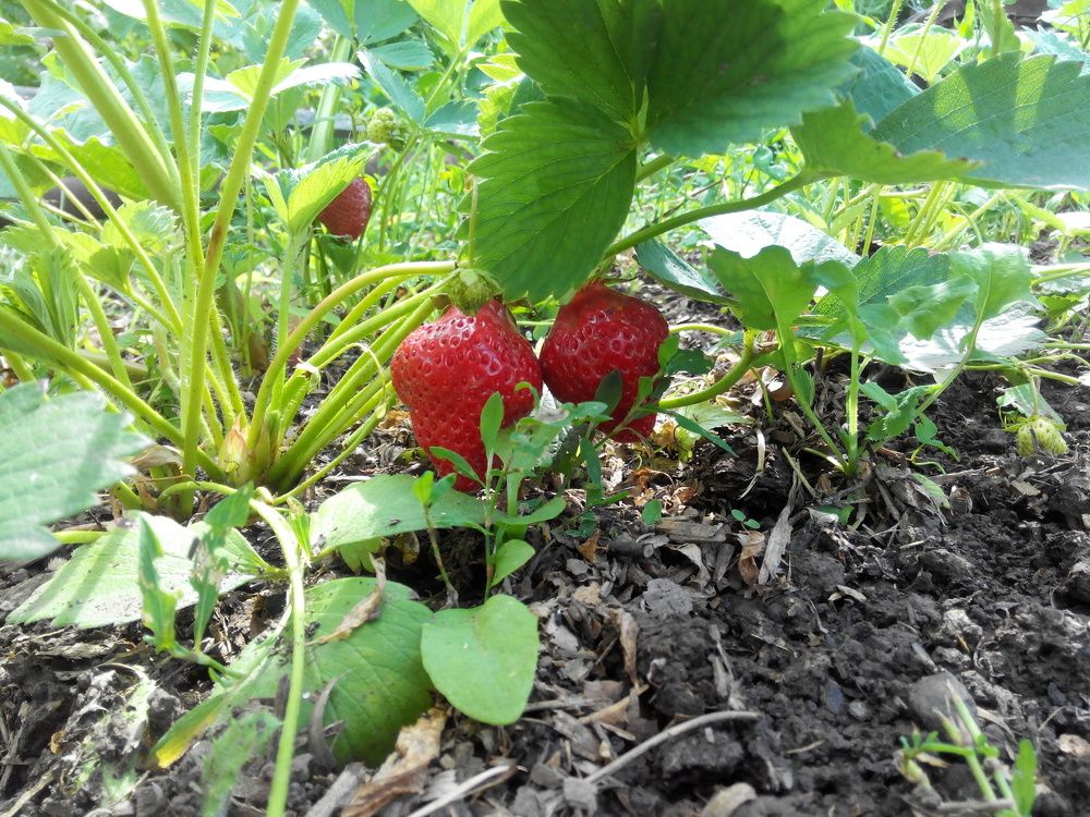 Кому клубники!!!