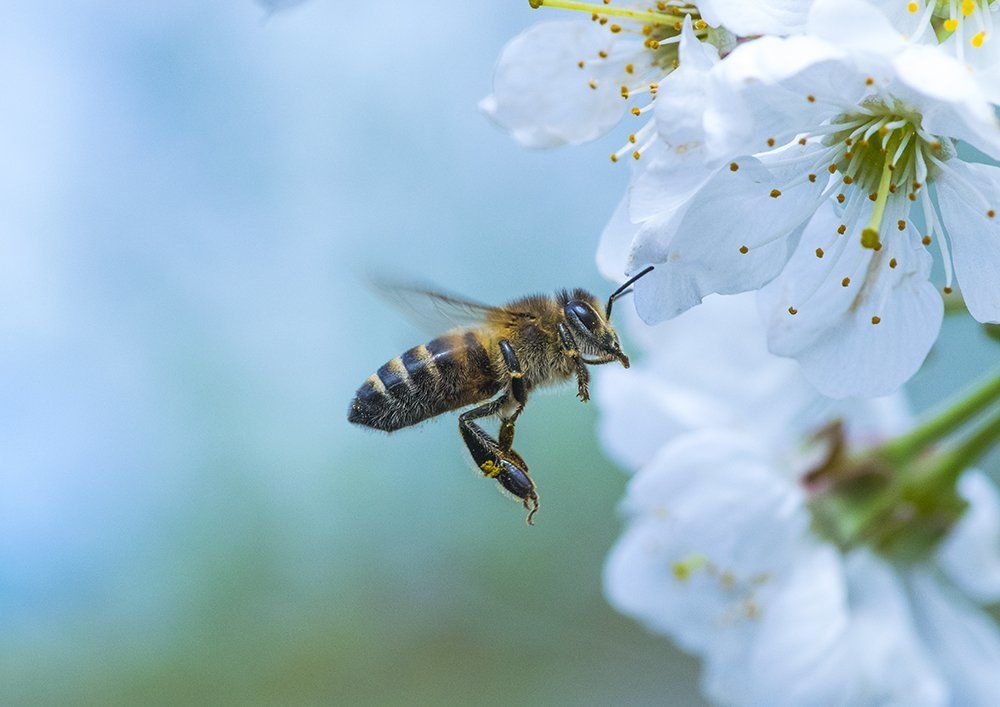 Когда цветет вишня