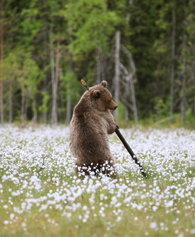 Пора сенокоса
