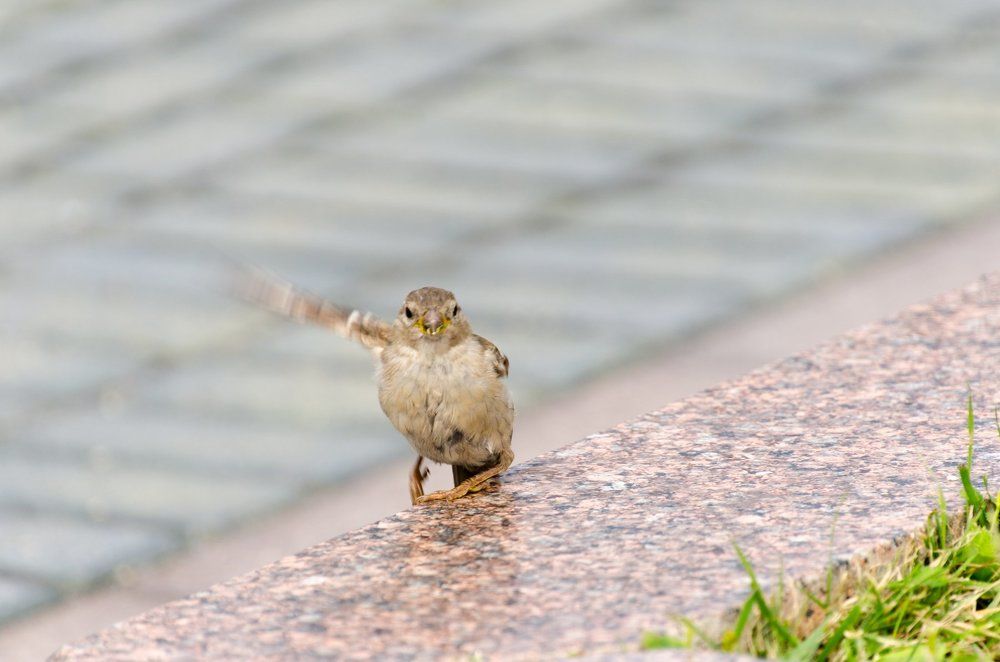 Вам направо