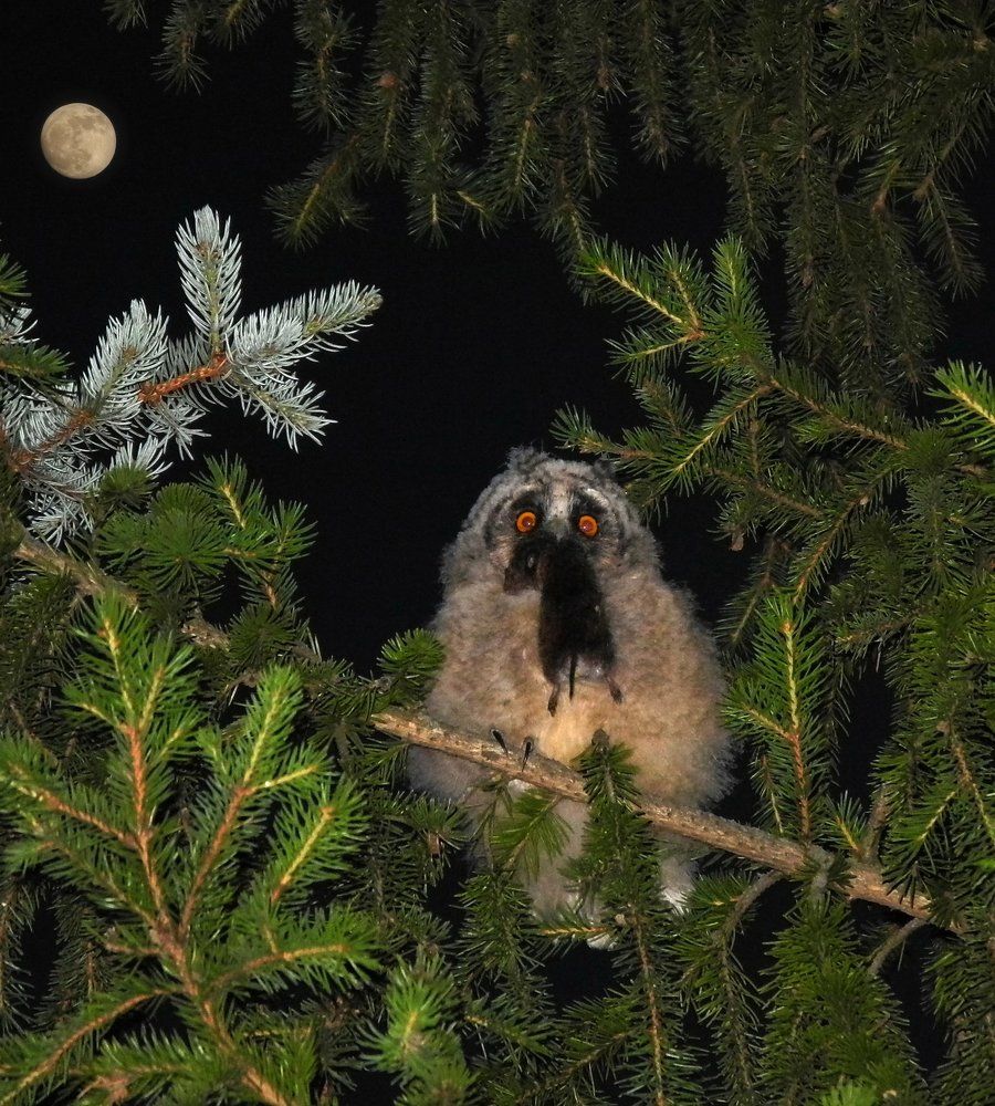 Поздний ужин