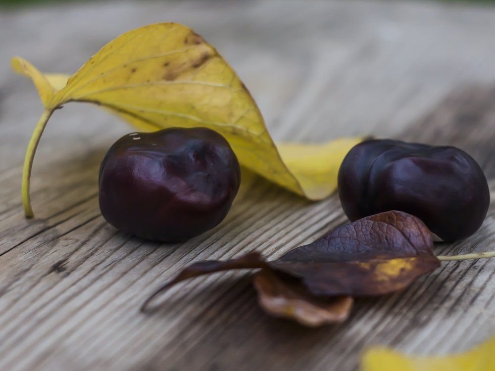 Осенний натюрморт