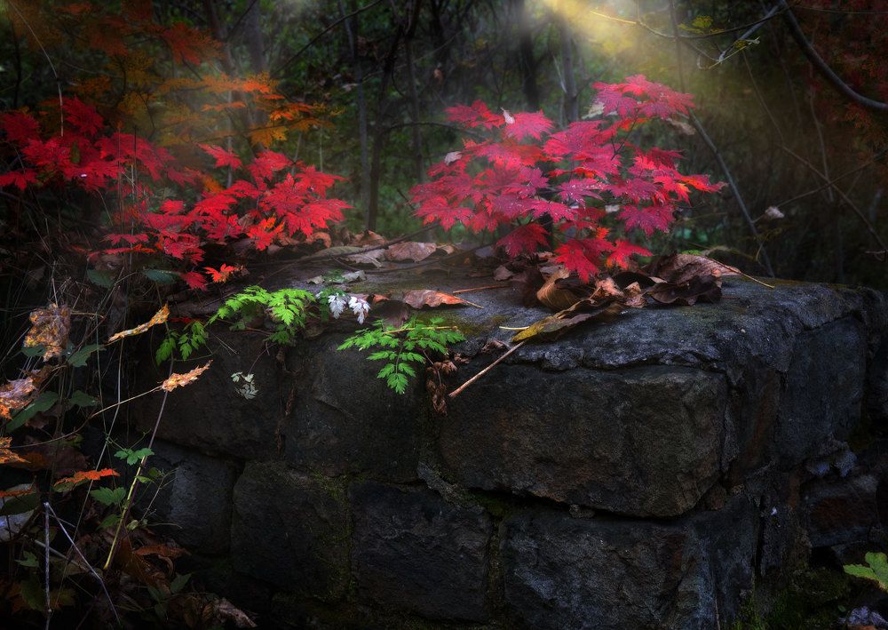 В старом парке