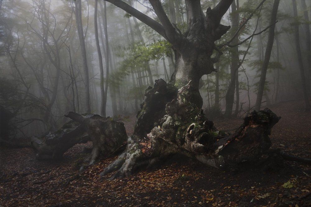 Старый граф