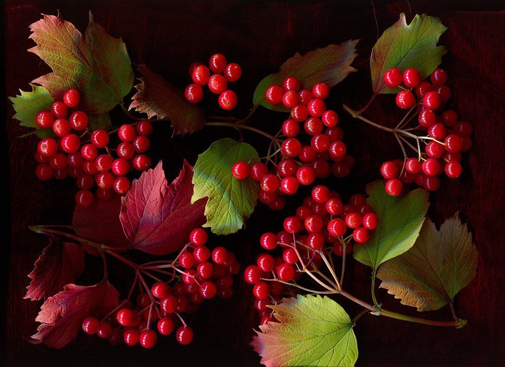 Калина красная