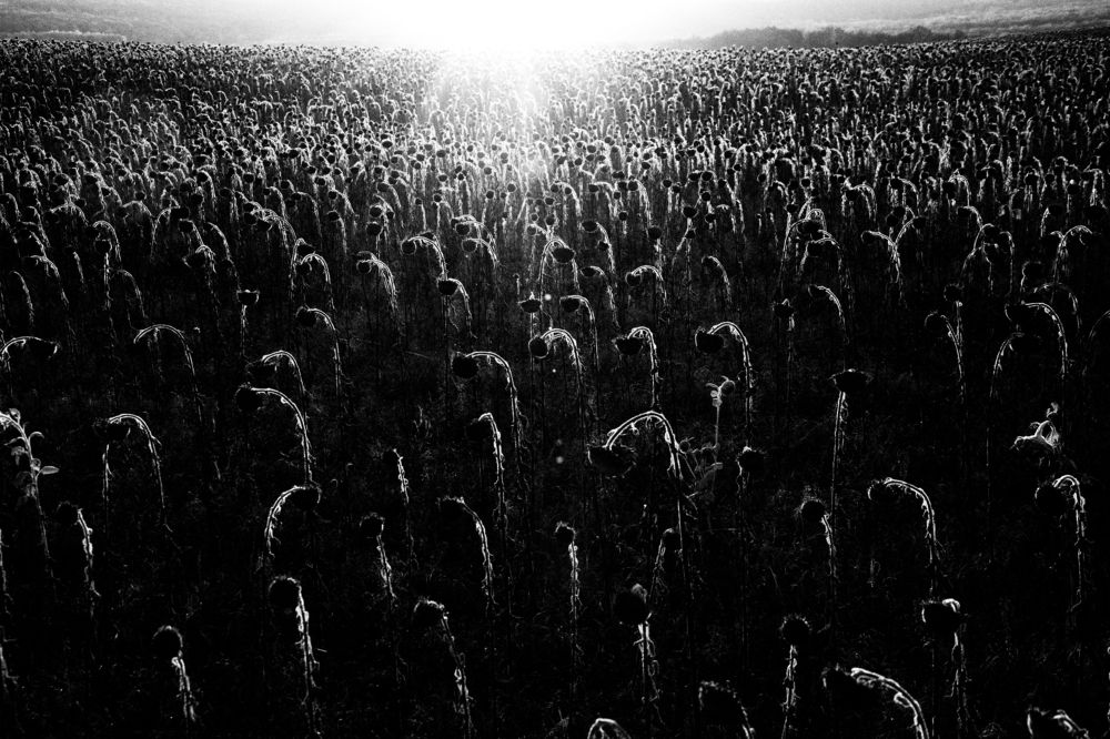 На закате дней