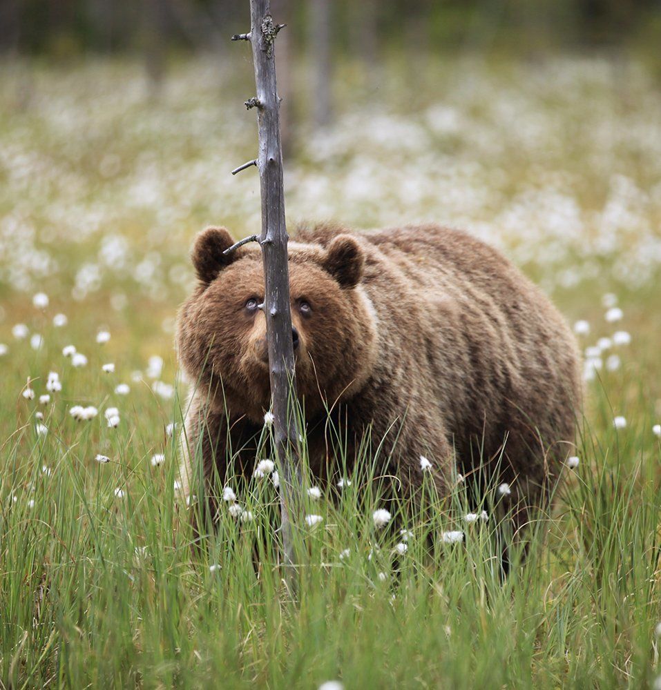 А горшочек-то с мёдом высоковато
