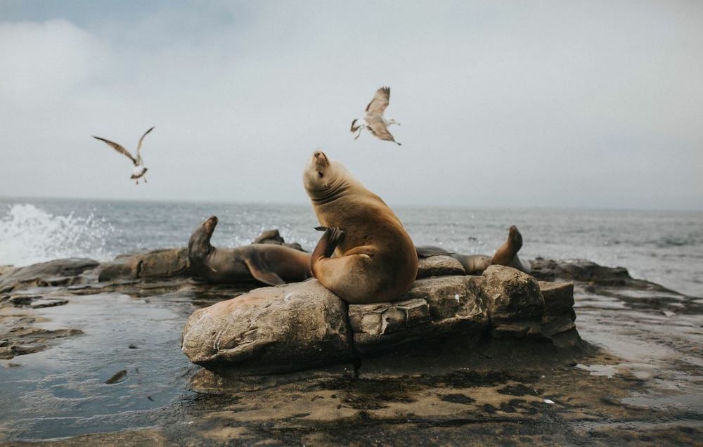 Sea Lion at La Jolla
