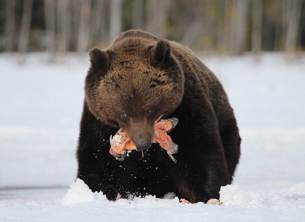 Удачный улов