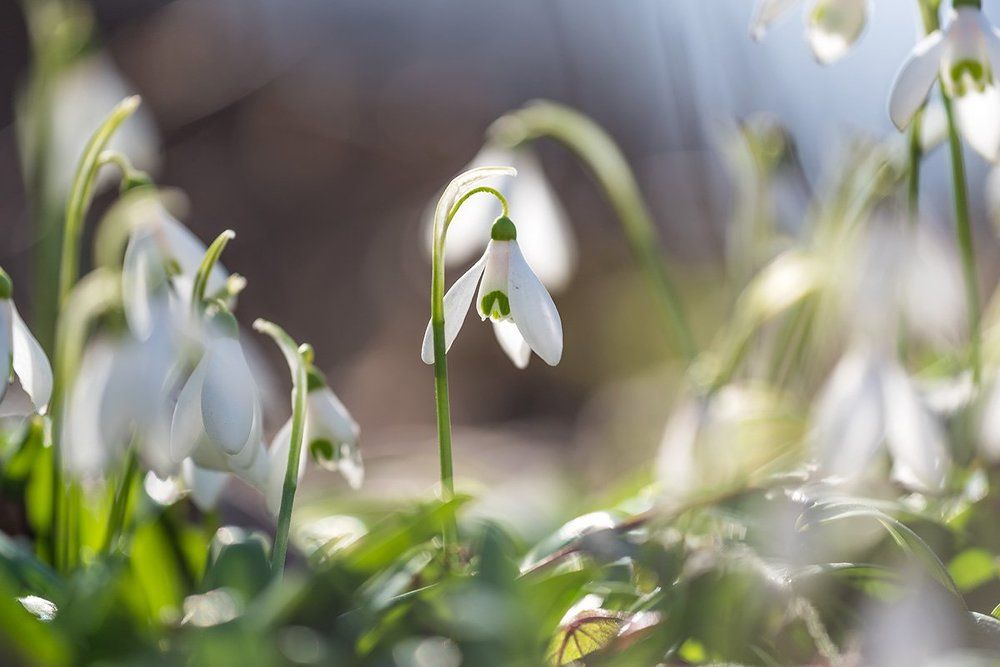 Её высочество - Весна!