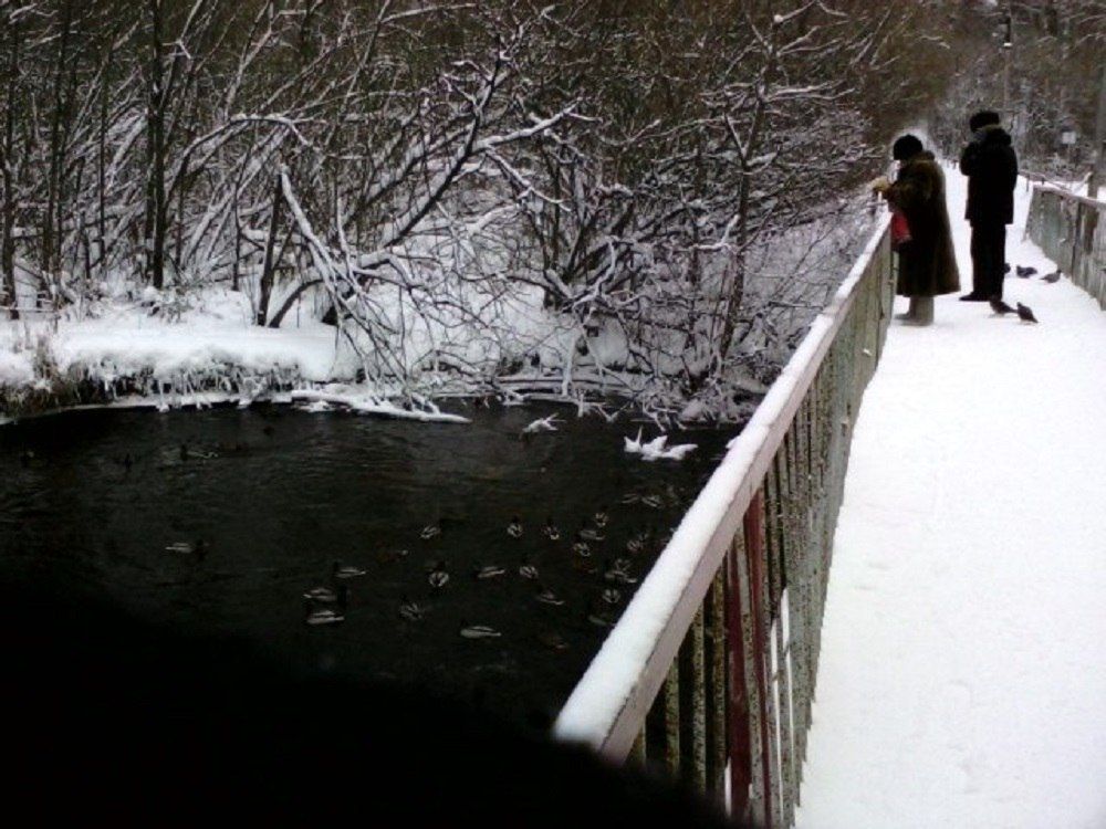 Утки прилетели