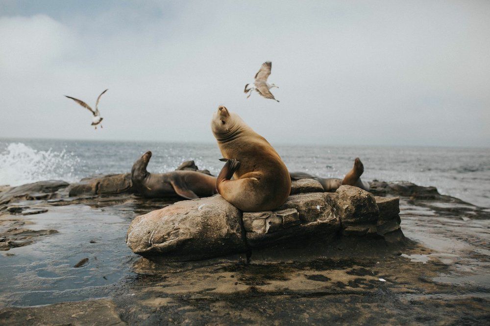 Sea Lion