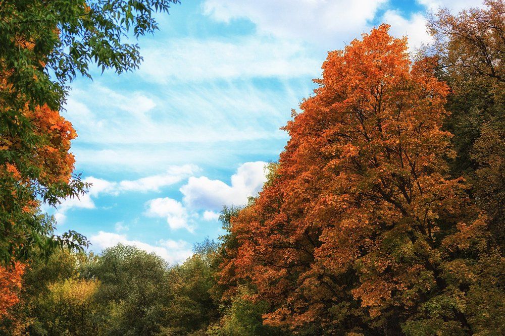 краски осени