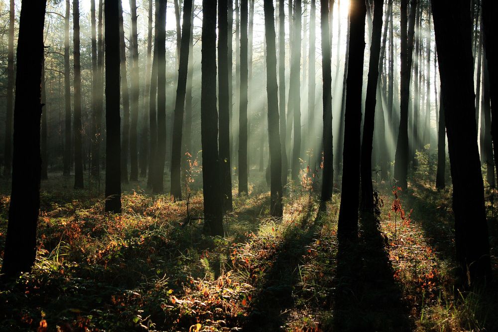 Просветление