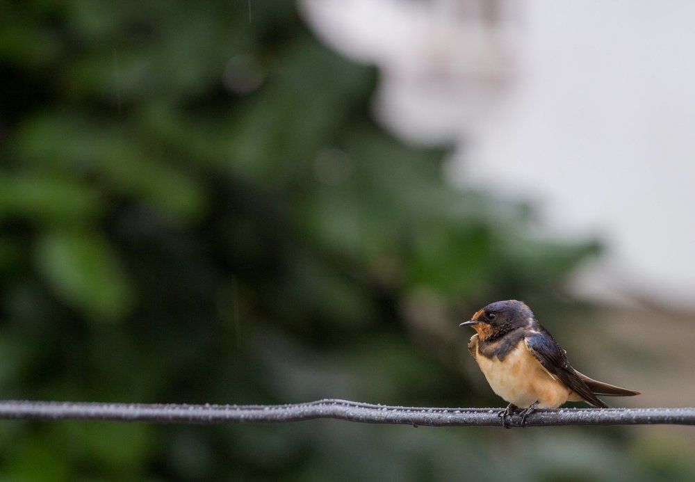 Rain guess I came ...