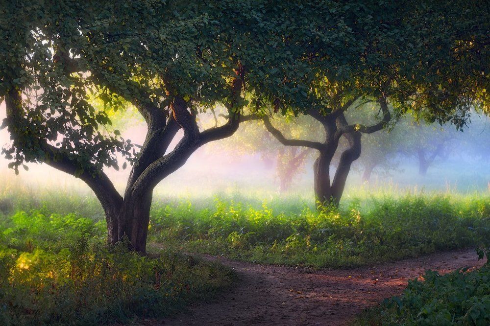 Вечерний туман